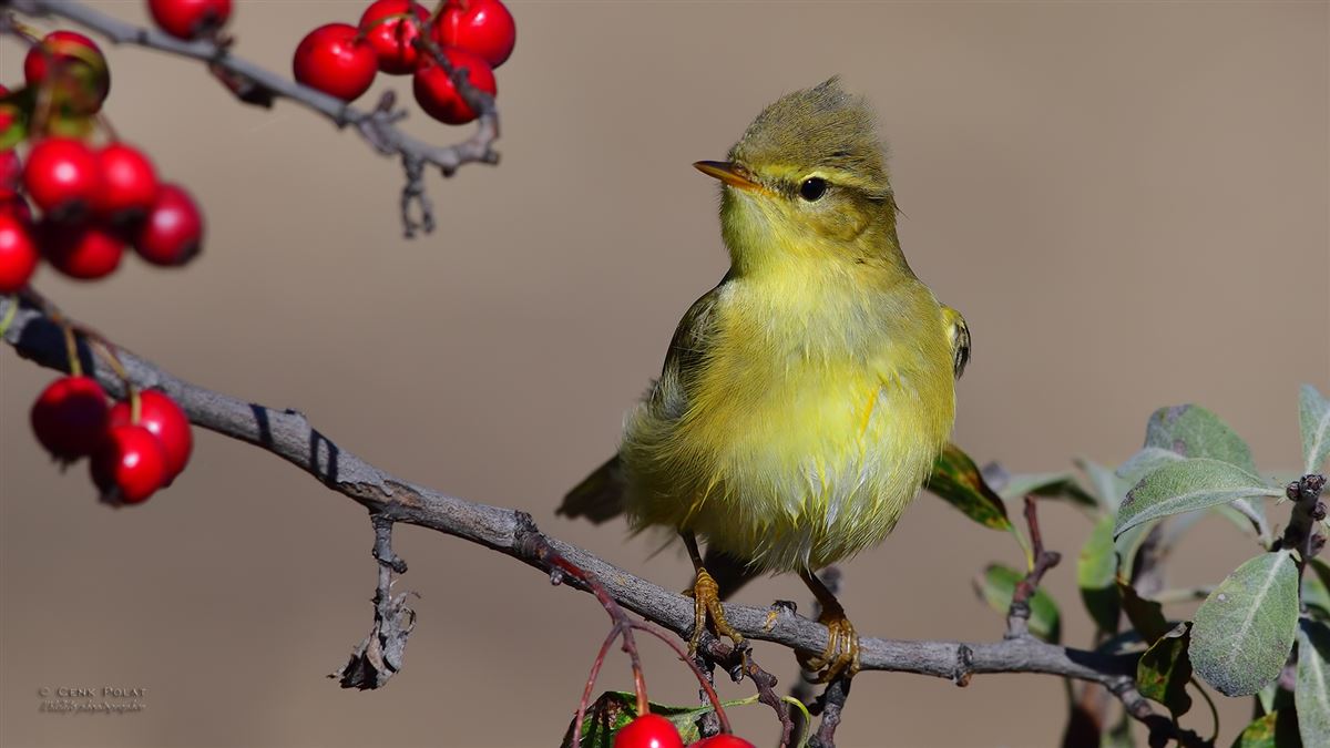 Willow Warbler