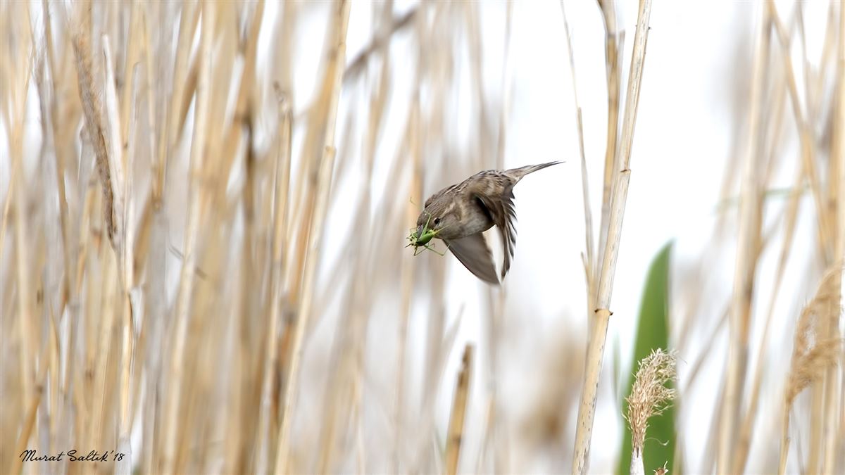 House Sparrow