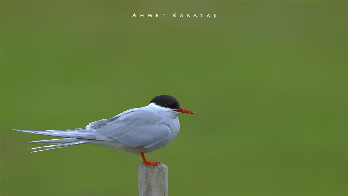 Arctic Tern