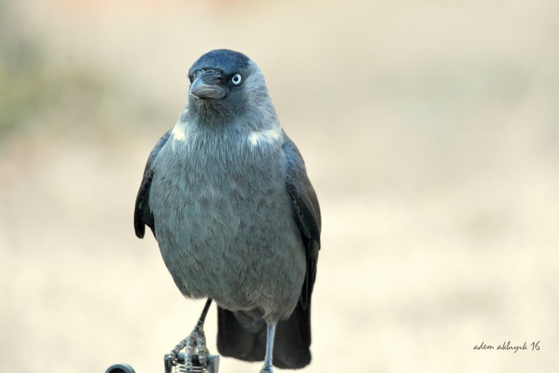 Western Jackdaw