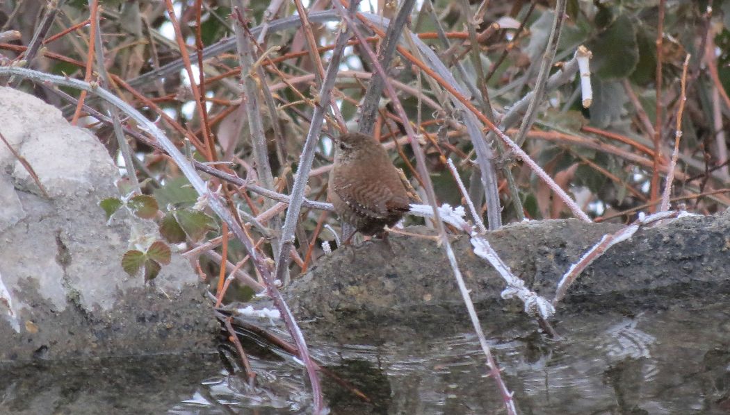 Eurasian Wren