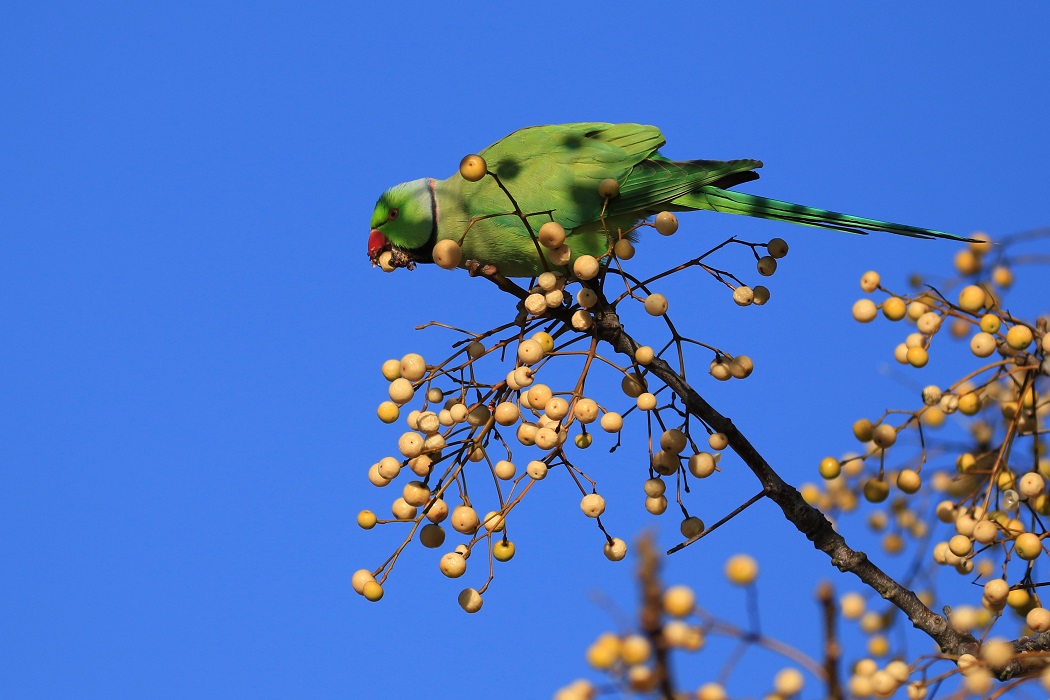 Rose-ringed Parakeet