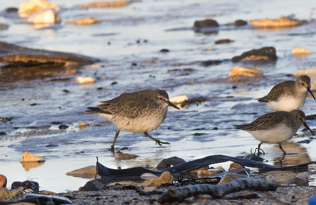 Red Knot