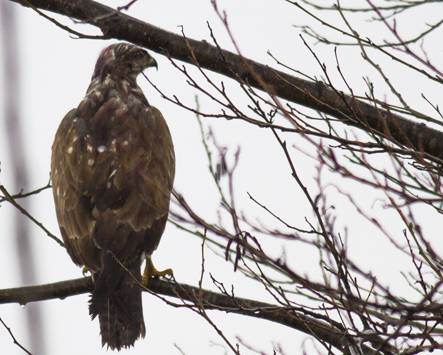 Common Buzzard