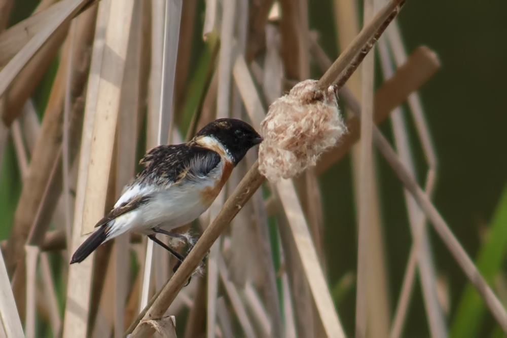 Siberian Stonechat