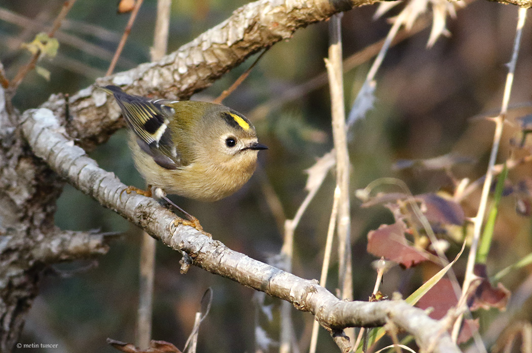 Goldcrest