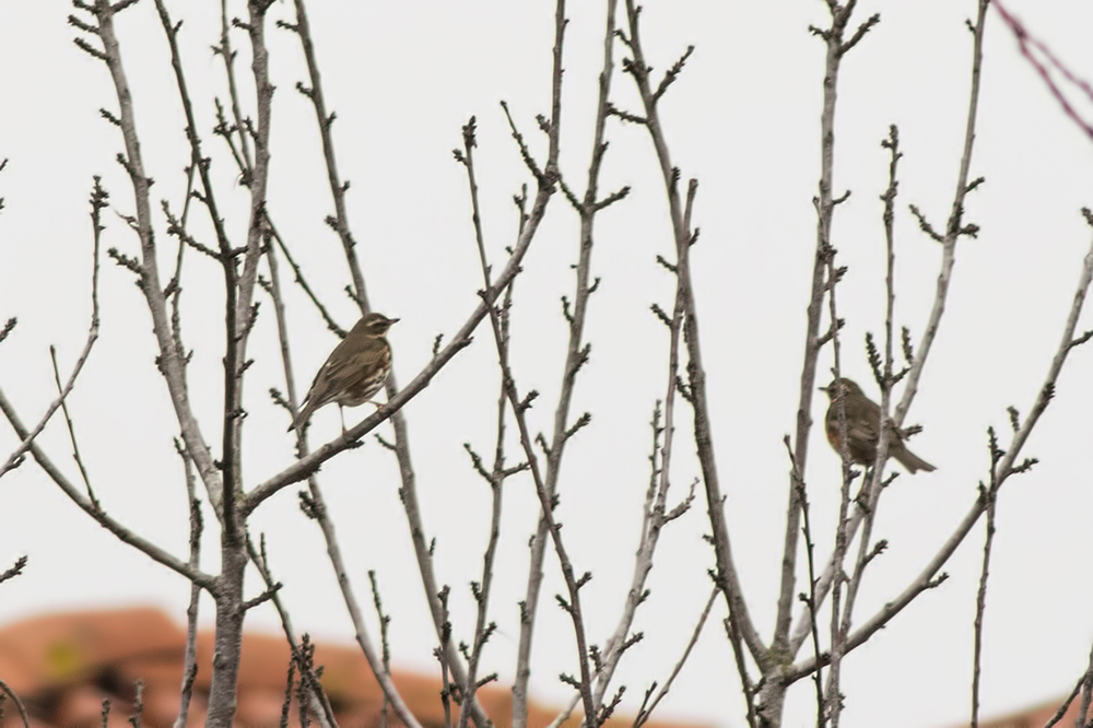 Redwing