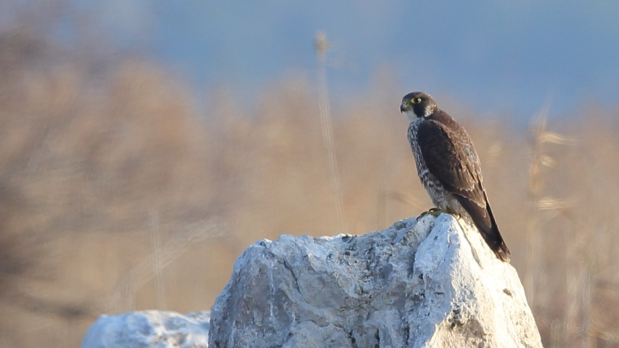 Peregrine Falcon