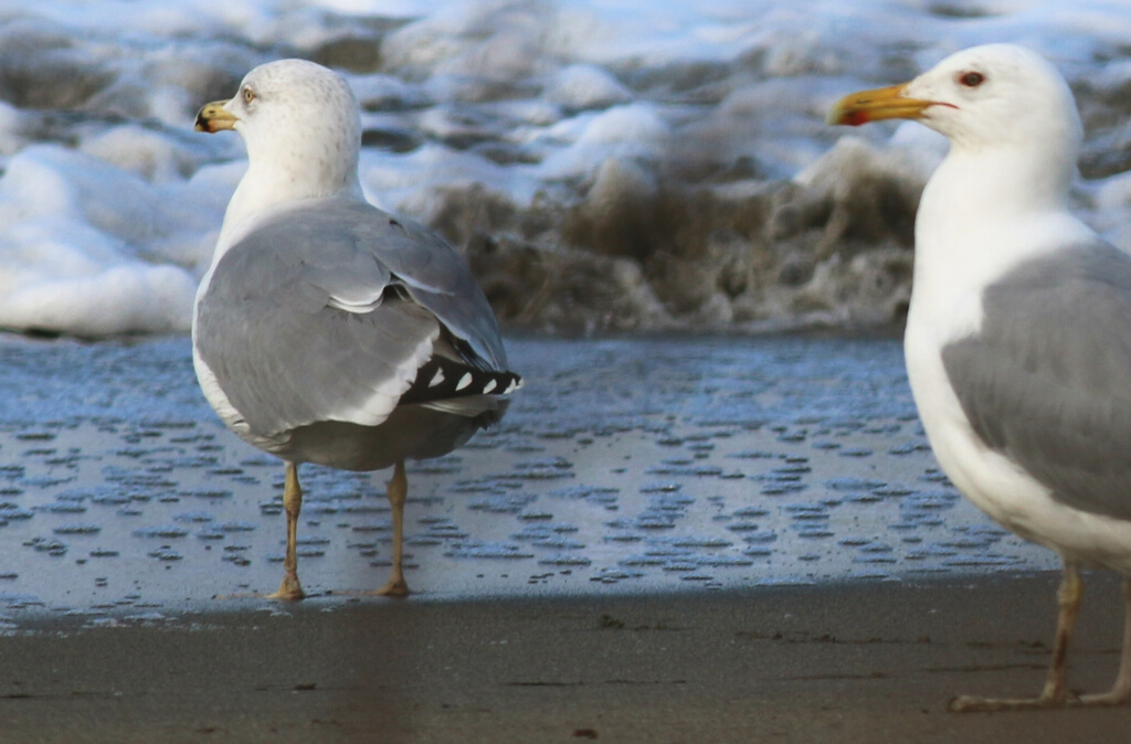 Yellow-legged Gull