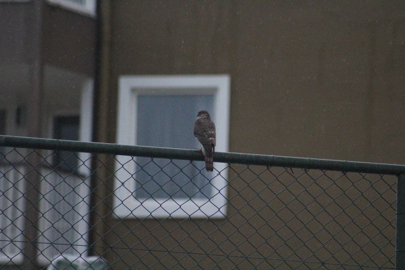 Eurasian Sparrowhawk