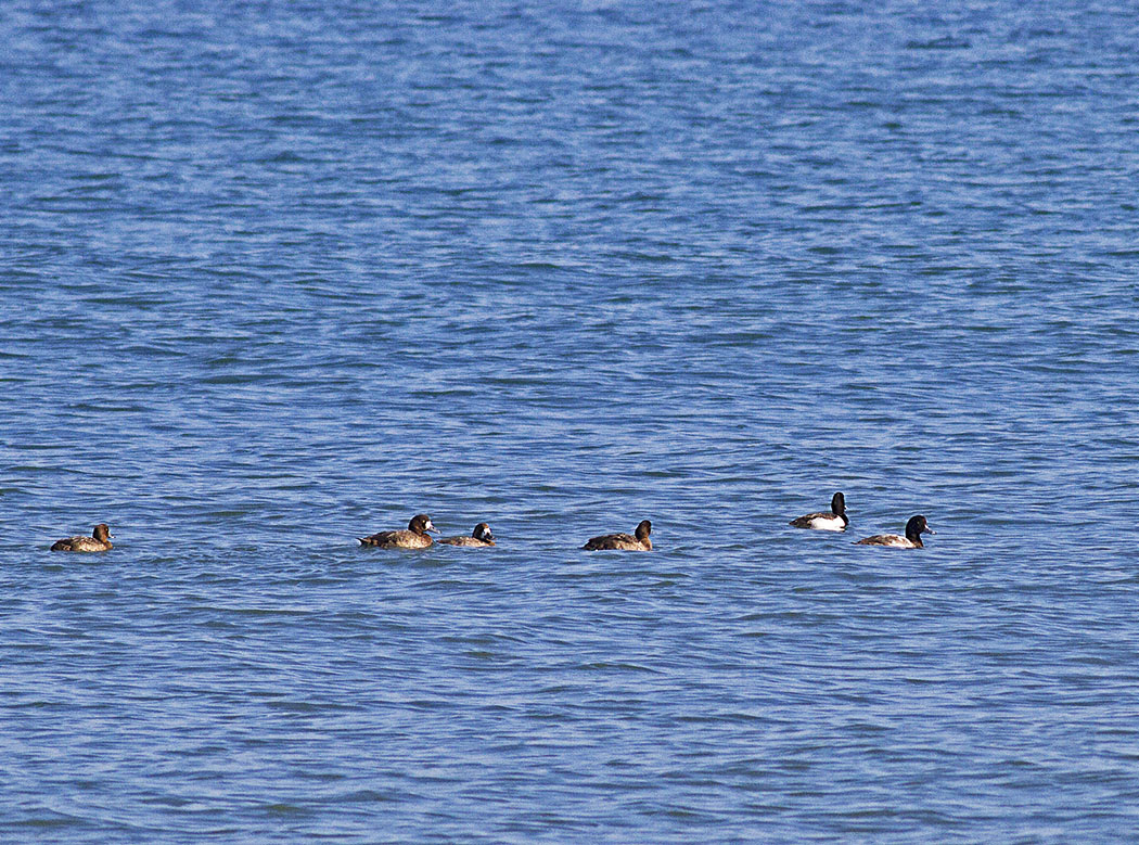 Greater Scaup