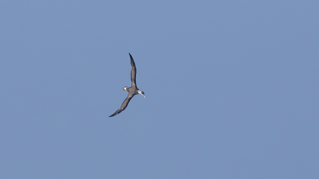 Northern Gannet