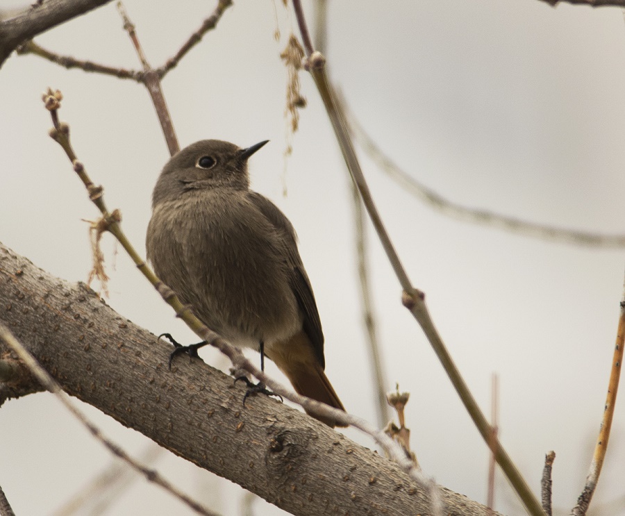 Black Redstart