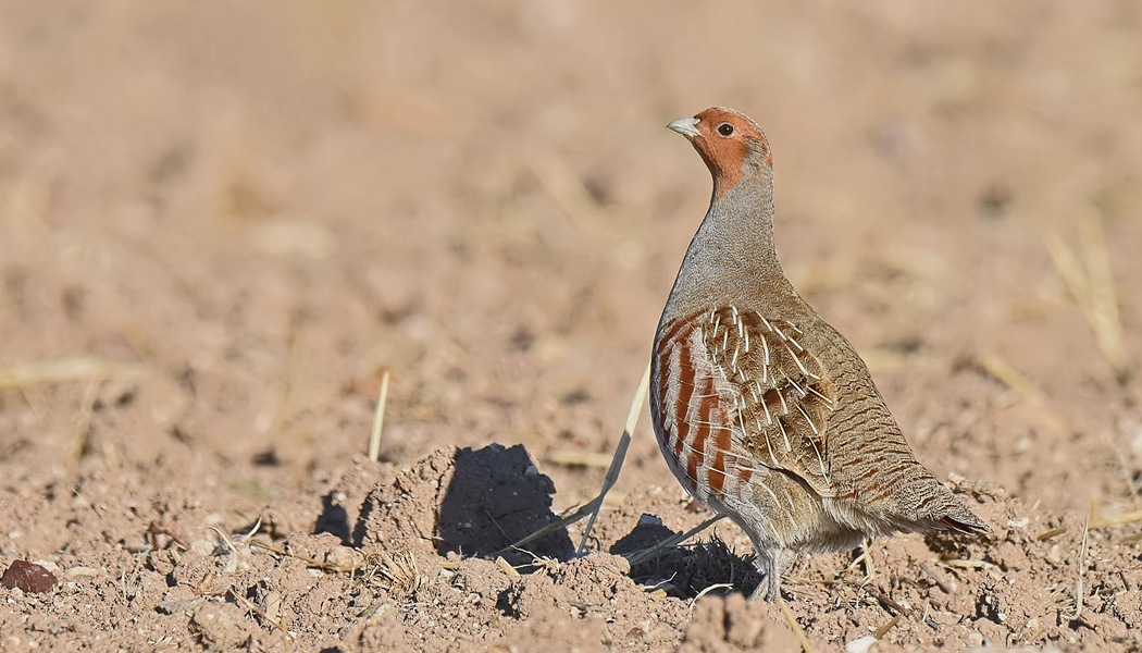 Grey Partridge