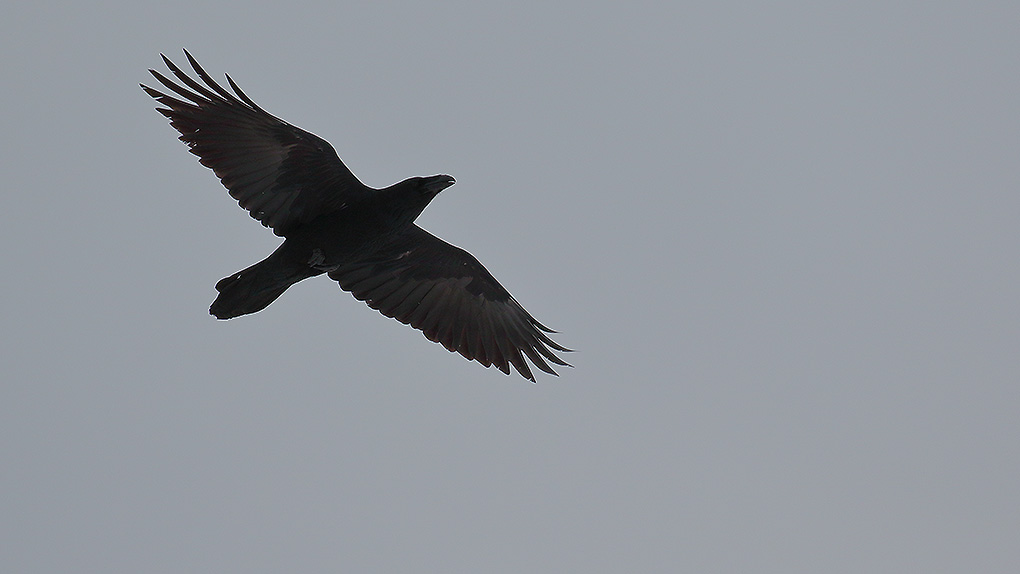 Northern Raven