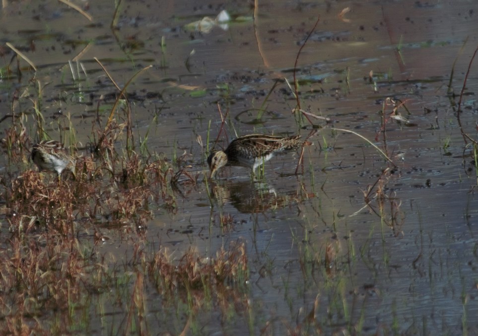 Common Snipe