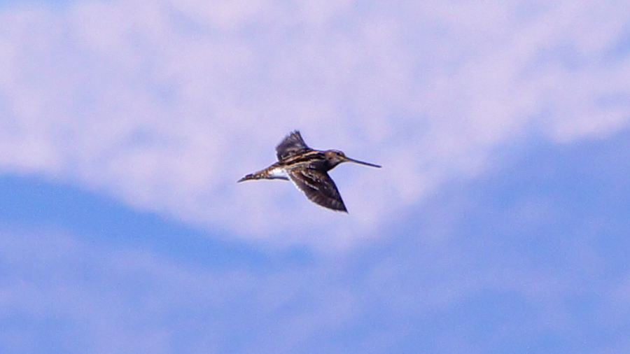 Common Snipe