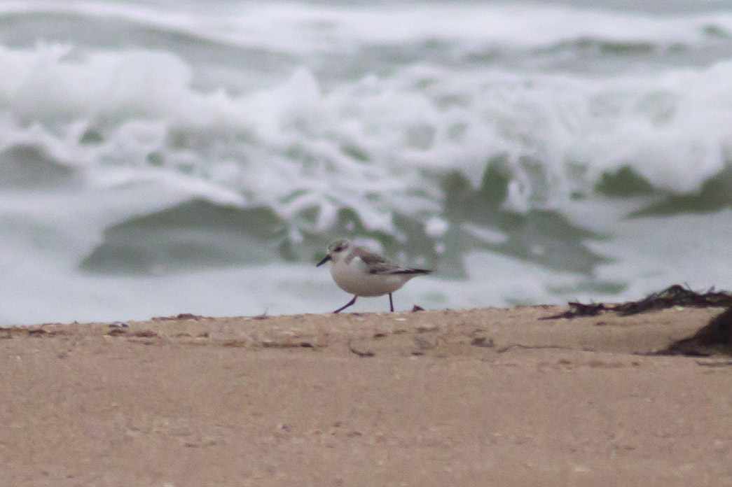 Sanderling
