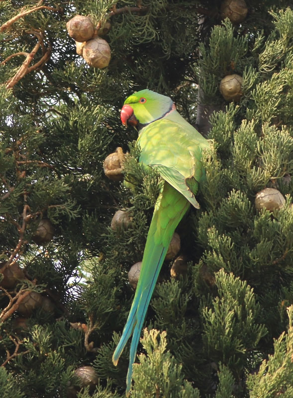 Rose-ringed Parakeet