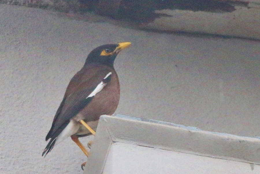 Common Myna