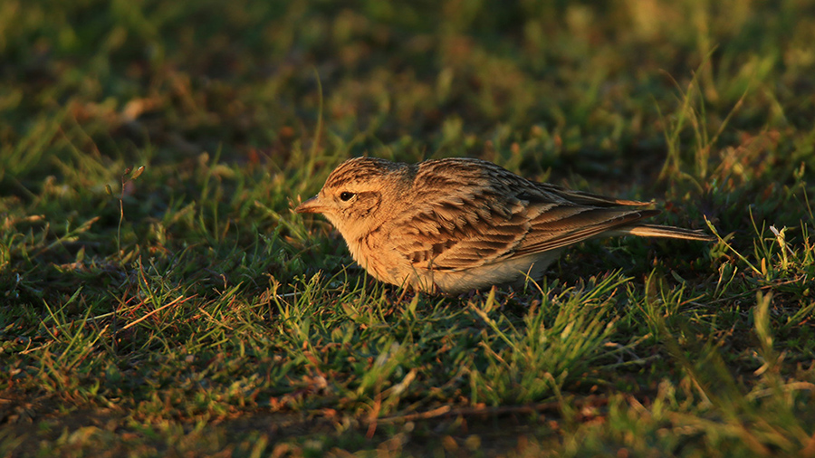 Eurasian Skylark