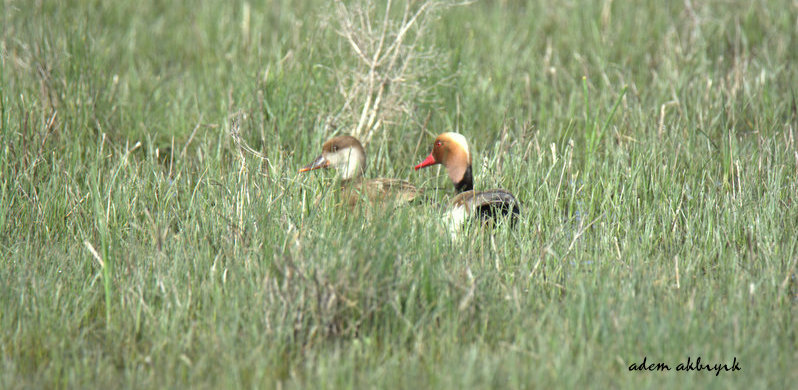 Red-crested Pochard