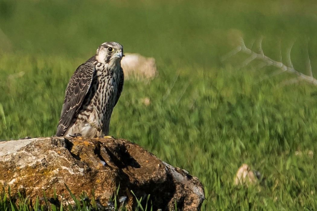 Peregrine Falcon