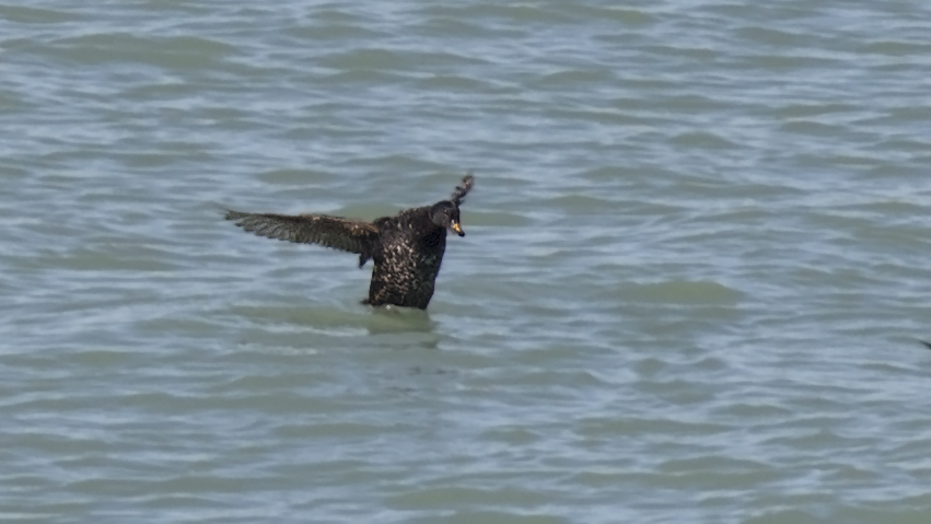 Common Scoter