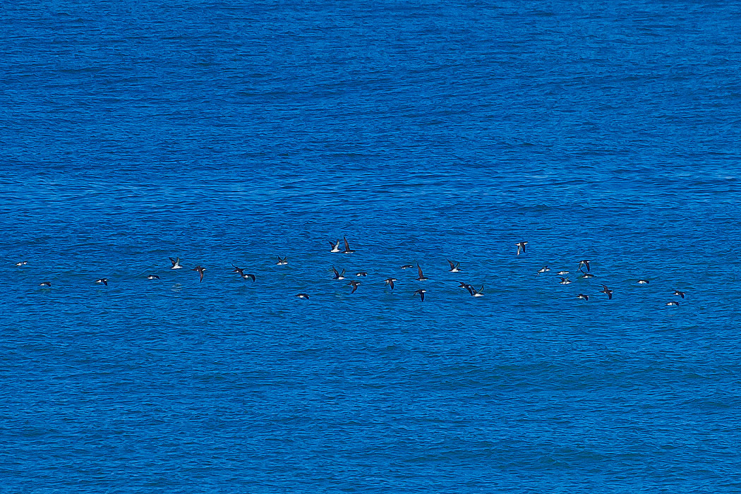 Yelkouan Shearwater