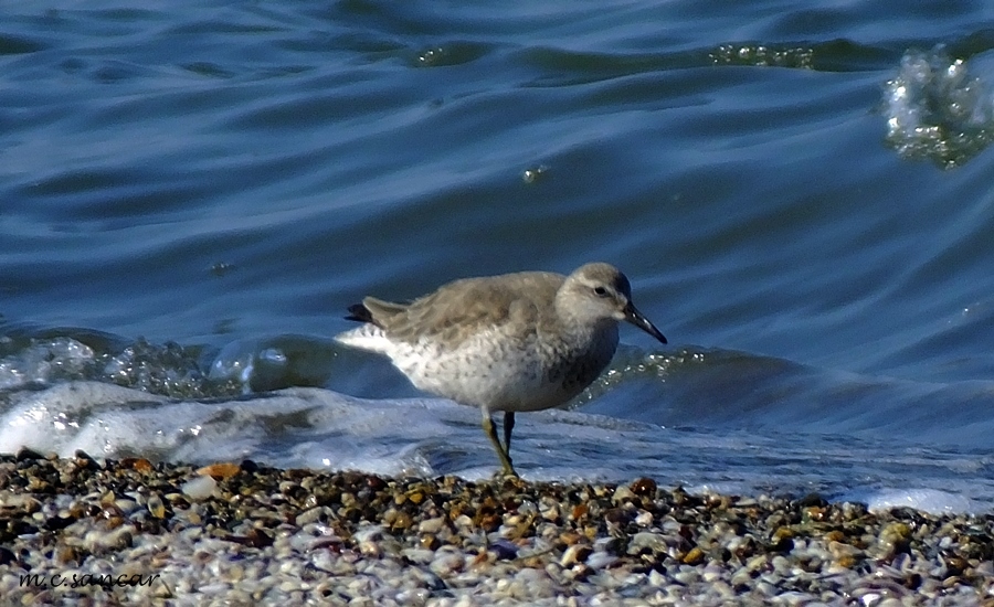 Red Knot