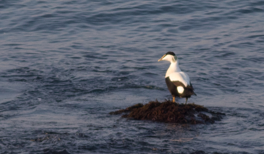 Common Eider