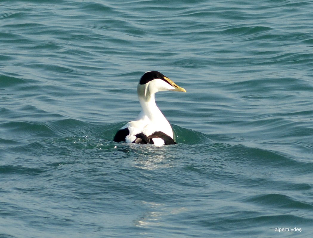 Common Eider