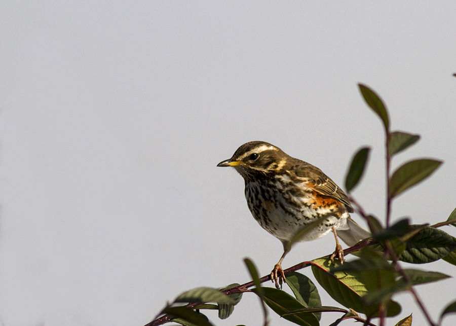Redwing