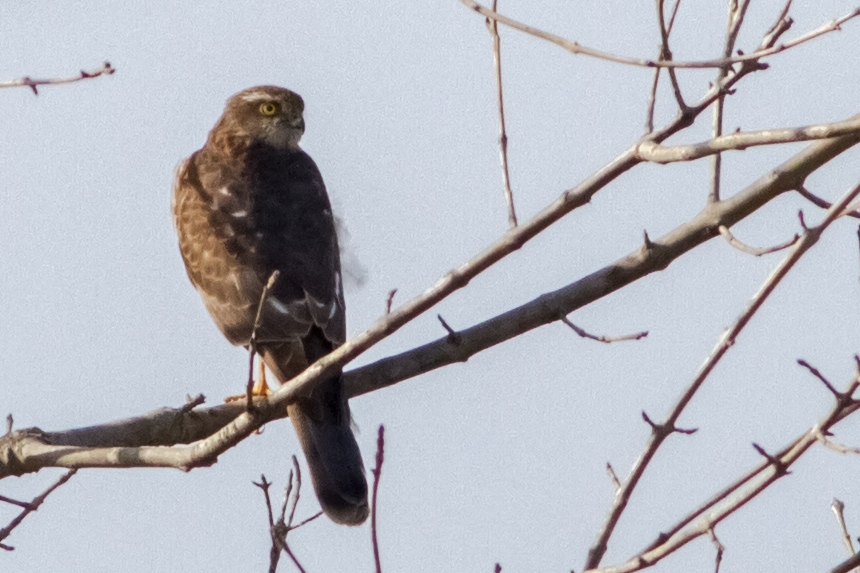 Eurasian Sparrowhawk