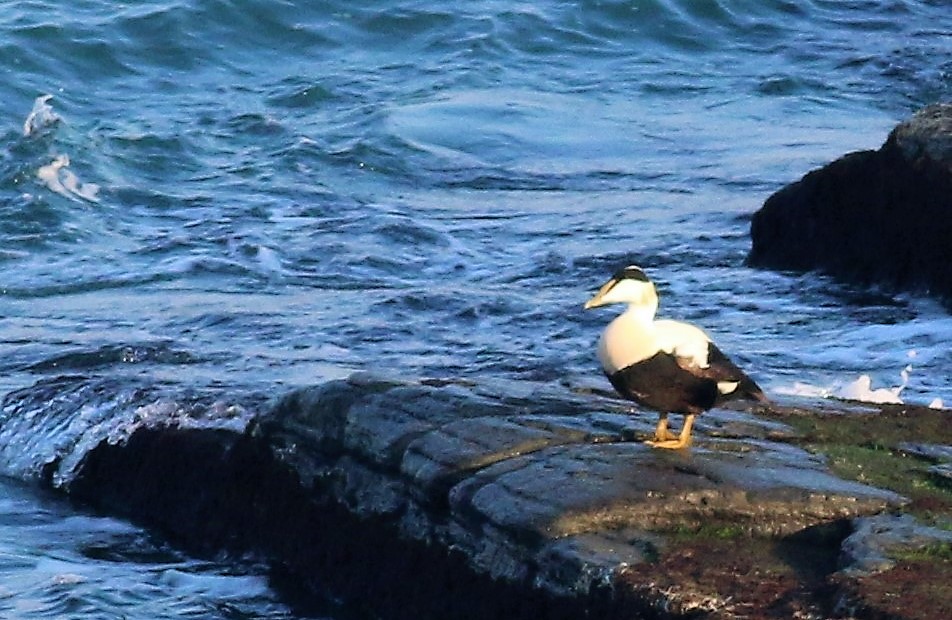 Common Eider