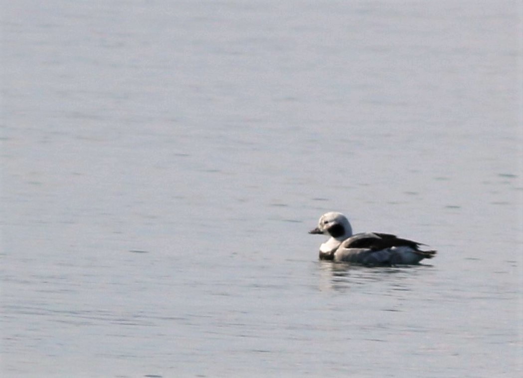 Long-tailed Duck
