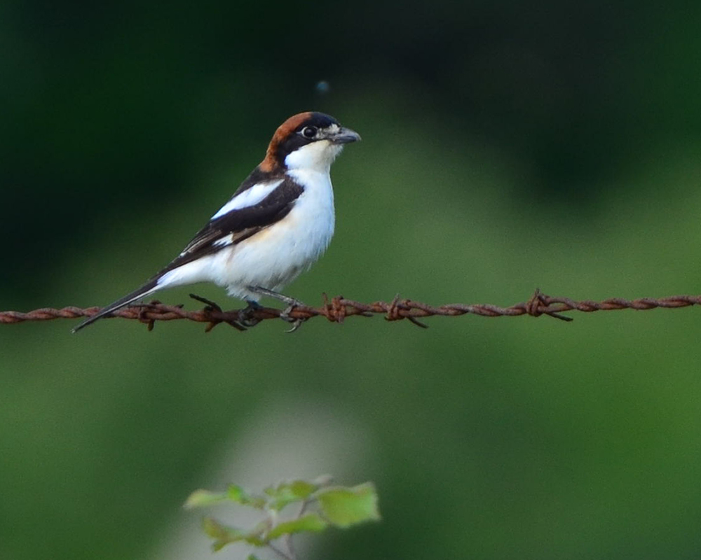 Woodchat Shrike