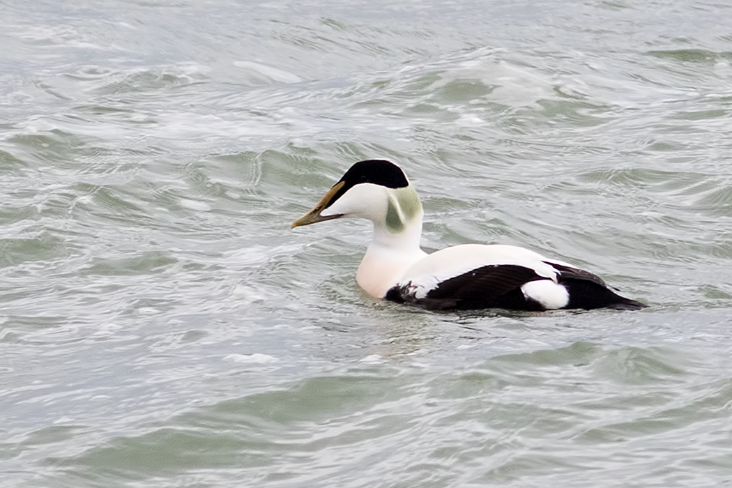 Common Eider