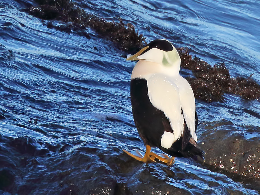 Common Eider