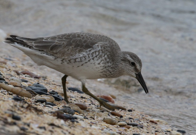 Red Knot
