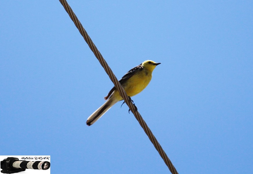 Citrine Wagtail