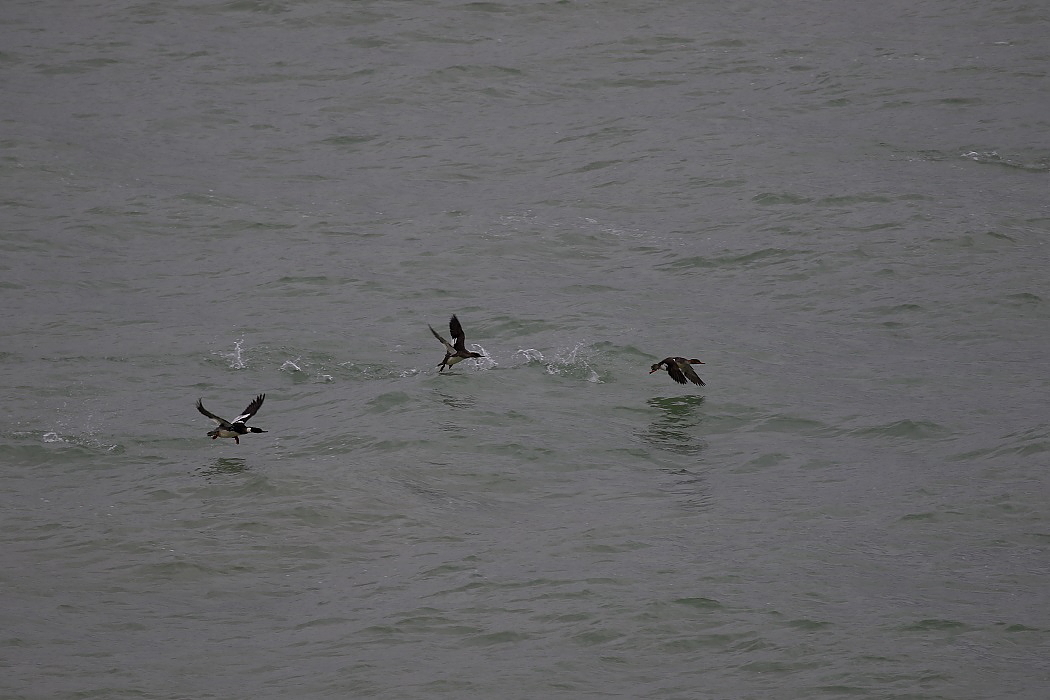 Red-breasted Merganser