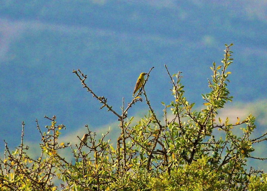 Eurasian Golden Oriole