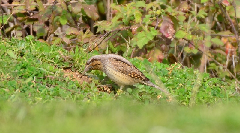 Eurasian Wryneck