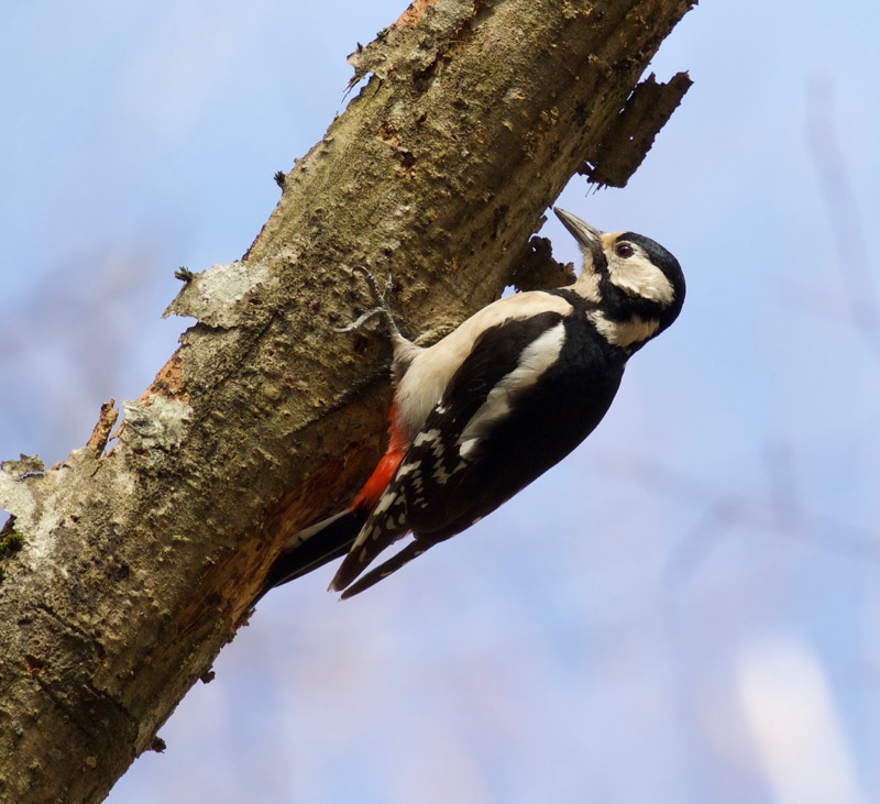Great Spotted Woodpecker
