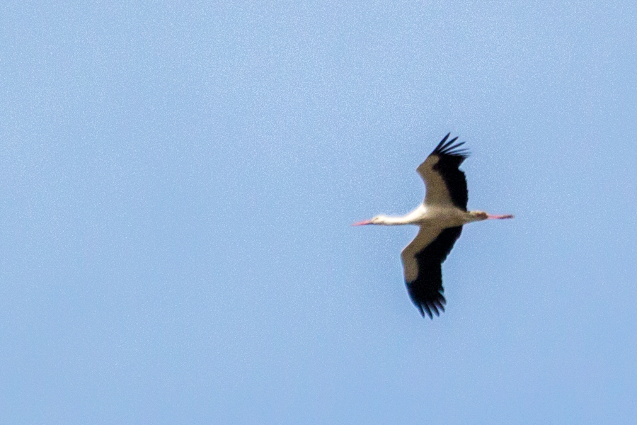 White Stork