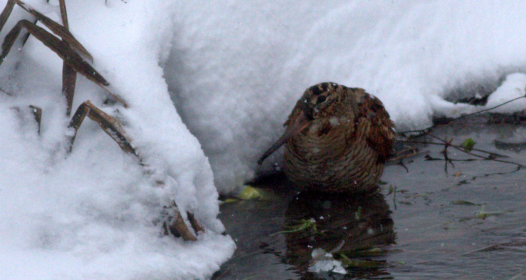 Eurasian Woodcock
