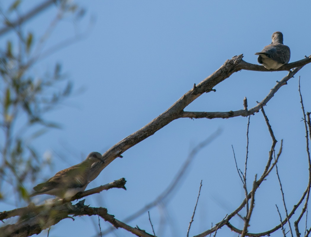 European Turtle Dove