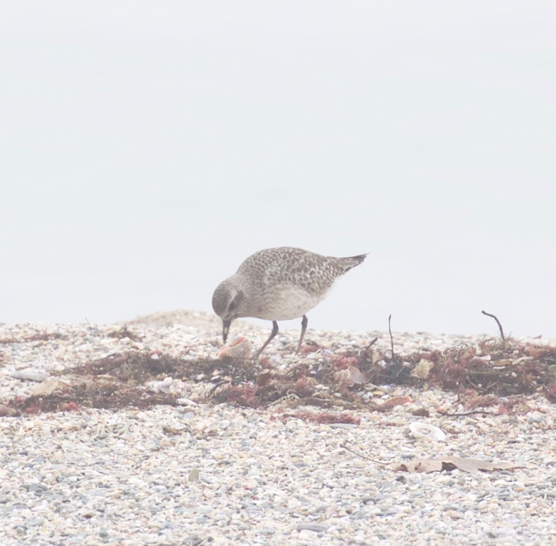 Grey Plover