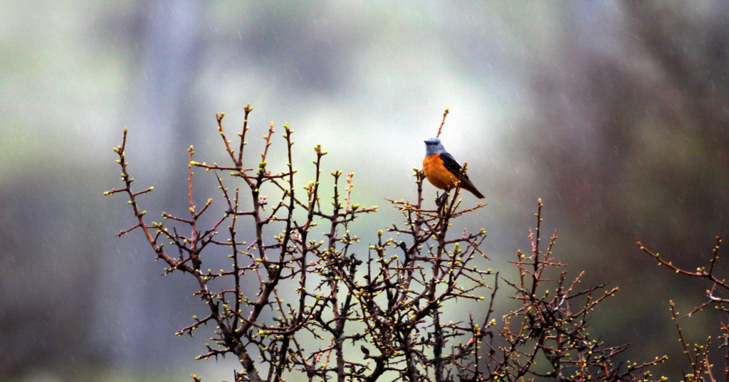 Common Rock Thrush